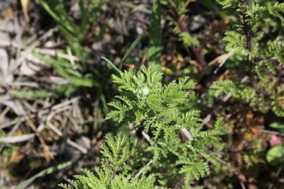 Achillea nobilis