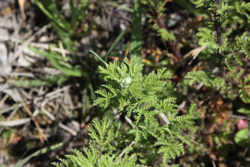 Achillea nobilis, photographed by Екатерина Кропочева