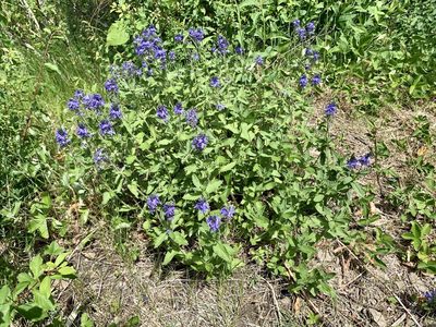 Veronica teucrium, photographed by Katrin Simon