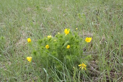 Adonis vernalis, photographed by Екатерина Кропочева