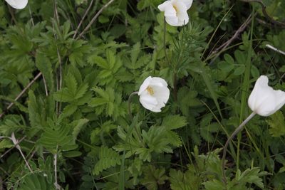 Anemonoides sylvestris, photographed by Екатерина Кропочева