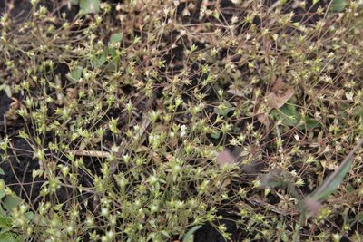 Androsace elongata, photographed by Екатерина Кропочева