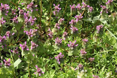 Lamium purpureum, photographed by Екатерина Кропочева