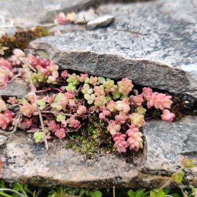 Sedum anglicum, photographed by Harshjeet Singh Bal