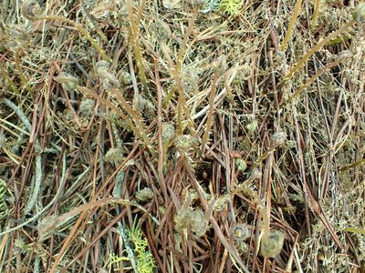 Adiantum aleuticum, photographed by James H. Thomas