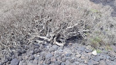 Euphorbia balsamifera, photographed by Alessia Guggisberg