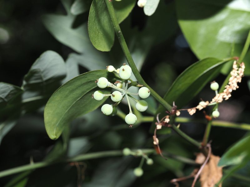 Smilax rotundifolia, photographed by Jeff Clark