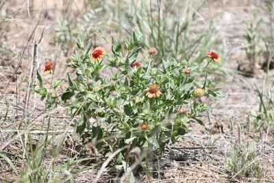 Gaillardia pulchella, photographed by Calinsdad