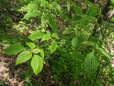 Cornus alternifolia, photographed by Ethan Rose