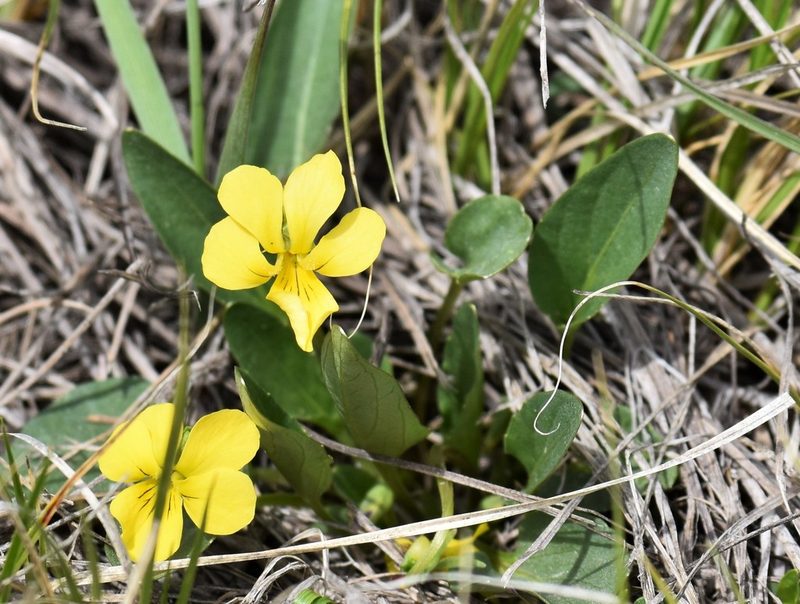 Viola nuttallii, photographed by Eric Lamb
