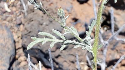 Volutaria canariensis, photographed by Alessia Guggisberg