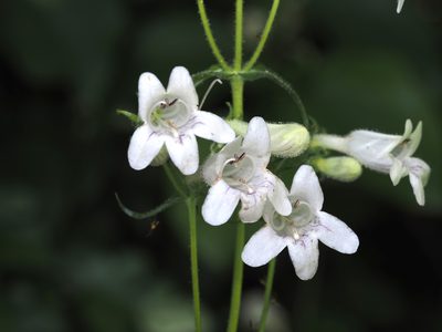 Penstemon digitalis, photographed by Jeff Clark