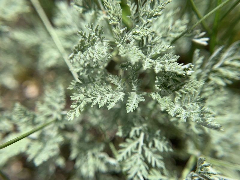 Artemisia pontica, photographed by Katrin Simon