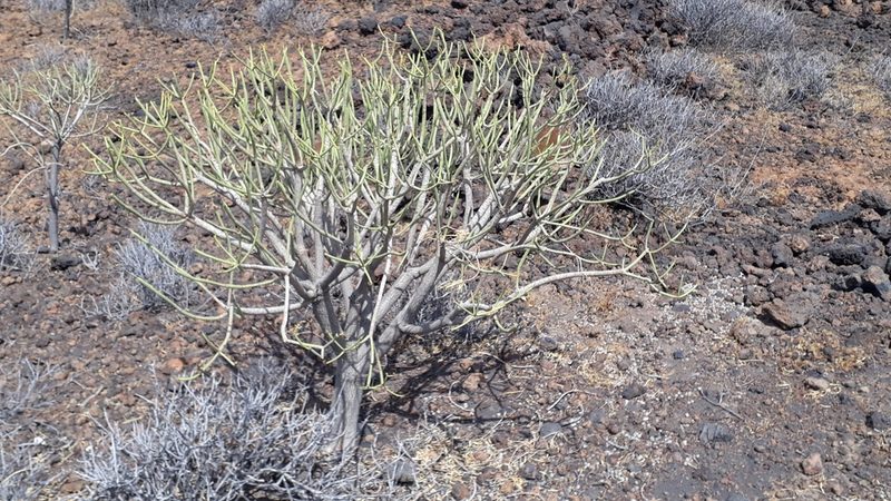 Euphorbia lamarckii, photographed by Alessia Guggisberg