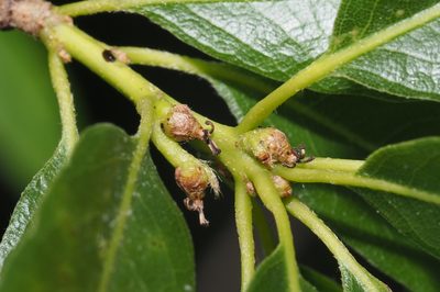 Quercus phellos, photographed by Jeff Clark