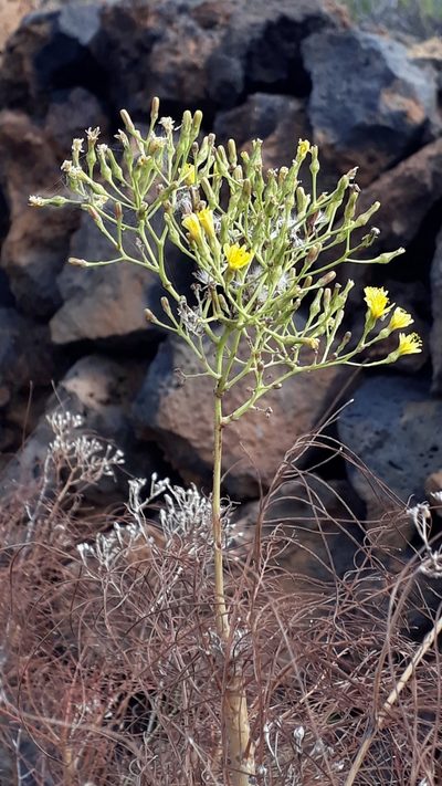 Sonchus capillaris, photographed by Alessia Guggisberg