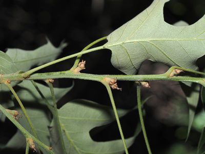 Quercus falcata, photographed by Jeff Clark