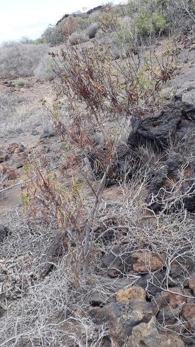 Heliotropium messerschmidioides, photographed by Alessia Guggisberg