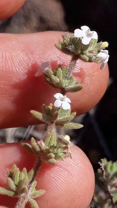 Micromeria ericifolia, photographed by Alessia Guggisberg
