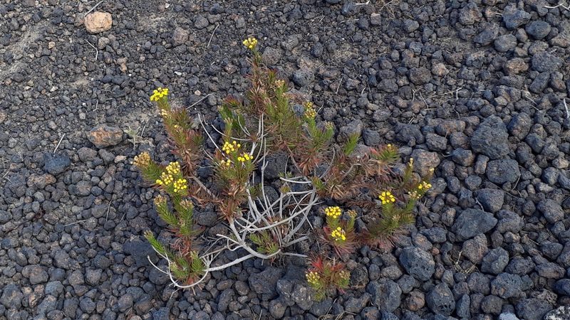 Allagopappus canariensis, photographed by Alessia Guggisberg