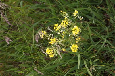 Barbarea vulgaris, photographed by Екатерина Кропочева