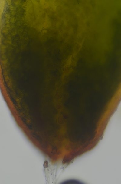 Aloina bifrons, photographed by Randal