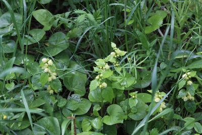 Lamium galeobdolon, photographed by Екатерина Кропочева