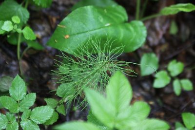 Equisetum pratense, photographed by Екатерина Кропочева