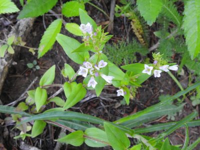 Houstonia purpurea, photographed by TERRI MEWBORN