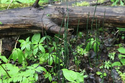 Equisetum hyemale, photographed by Екатерина Кропочева