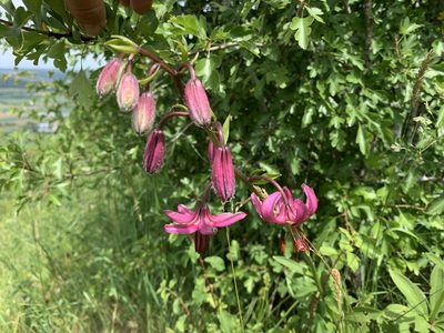 Lilium martagon, photographed by Katrin Simon