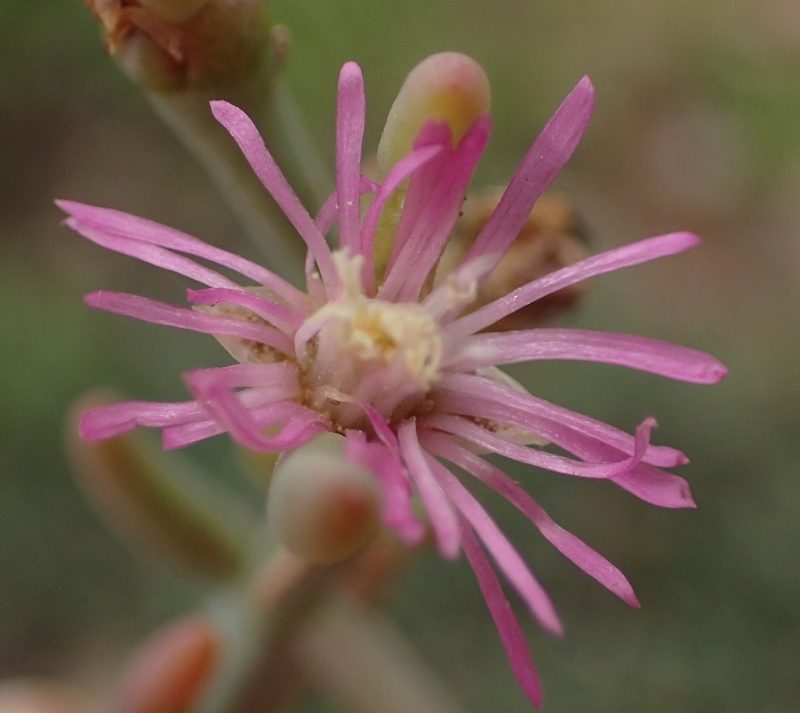 Mesembryanthemum junceum, photographed by Nicola van Berkel