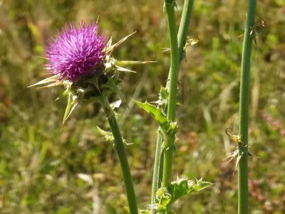 Silybum marianum, photographed by P Holroyd