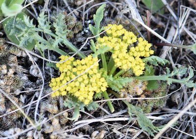 Musineon divaricatum, photographed by Eric Lamb