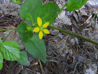 Chrysogonum virginianum, photographed by TERRI MEWBORN