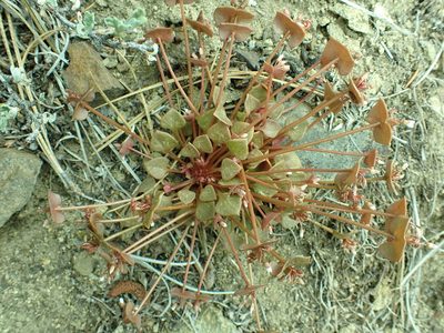 Claytonia rubra