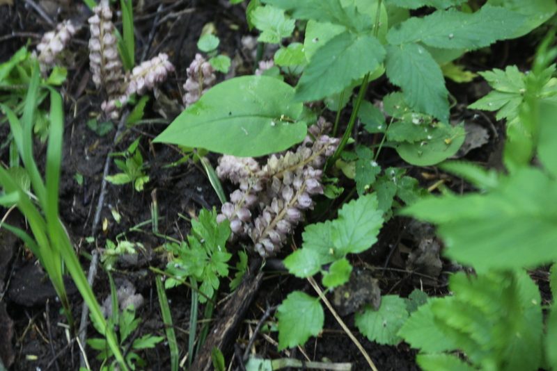 Lathraea squamaria, photographed by Екатерина Кропочева