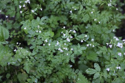 Cardamine amara, photographed by Екатерина Кропочева