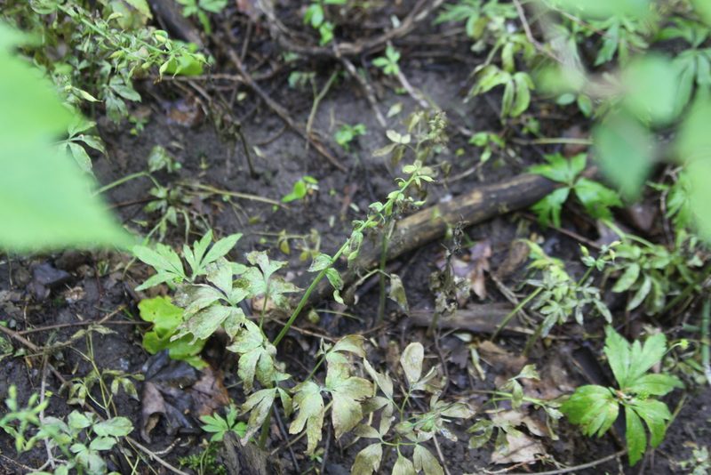 Corydalis solida, photographed by Екатерина Кропочева