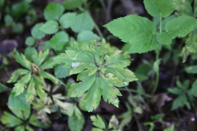 Anemonoides ranunculoides, photographed by Екатерина Кропочева