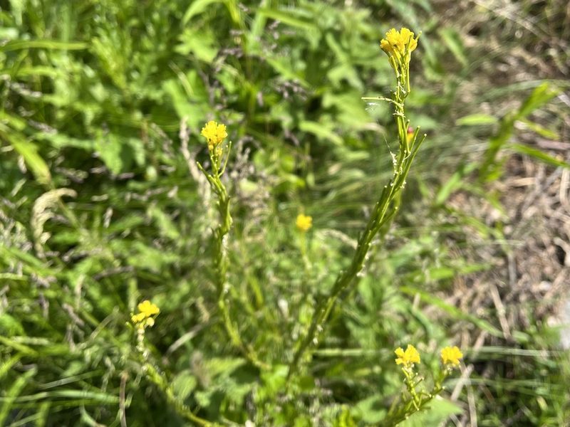 Barbarea stricta, photographed by Pavel Kacl