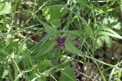 Melampyrum nemorosum, photographed by Екатерина Кропочева