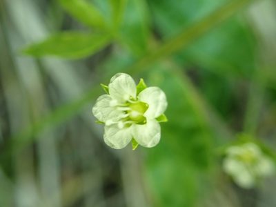 Moehringia macrophylla, photographed by James H. Thomas
