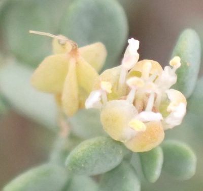 Zygophyllum chrysopteron, photographed by Nicola van Berkel