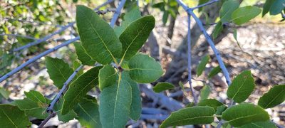 Quercus wislizeni, photographed by Amthinkia