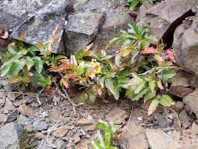 Berberis repens, photographed by James H. Thomas