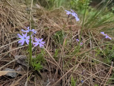 Phlox subulata