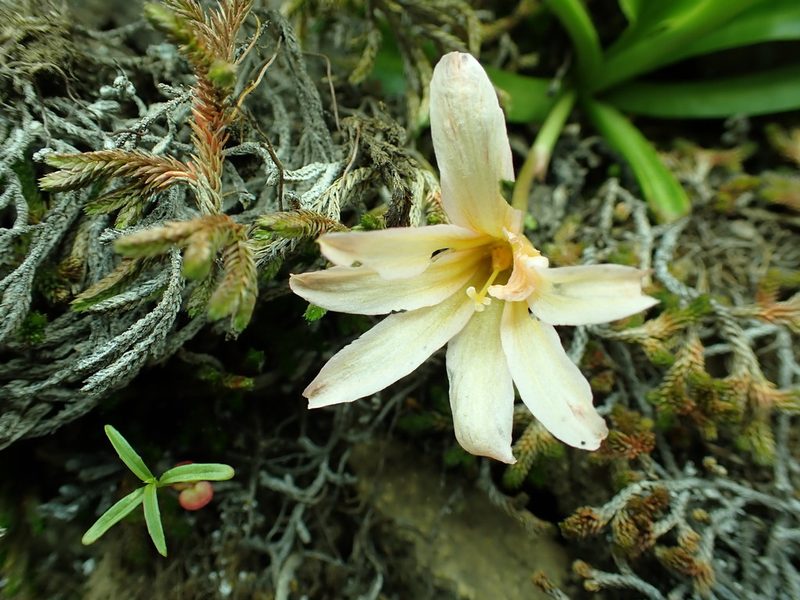 Lewisia tweedyi, photographed by James H. Thomas