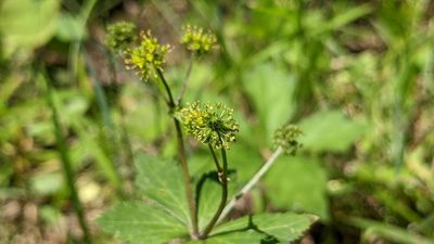 Sanicula odorata, photographed by john_hall