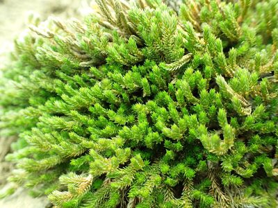 Selaginella wallacei, photographed by James H. Thomas